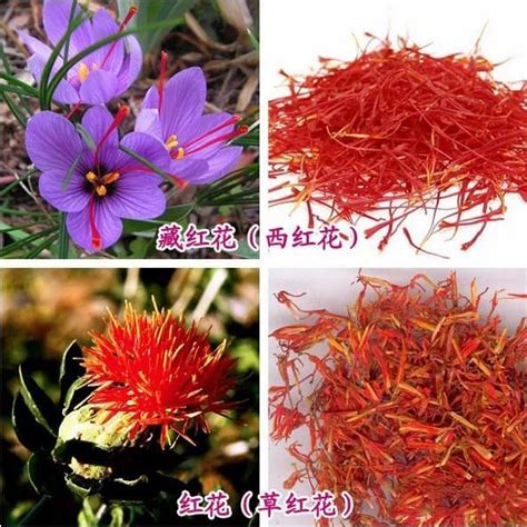 番紅花禁忌|番紅花(藏紅花、西红花)